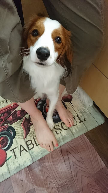 子犬がカメラを見つめている様子.