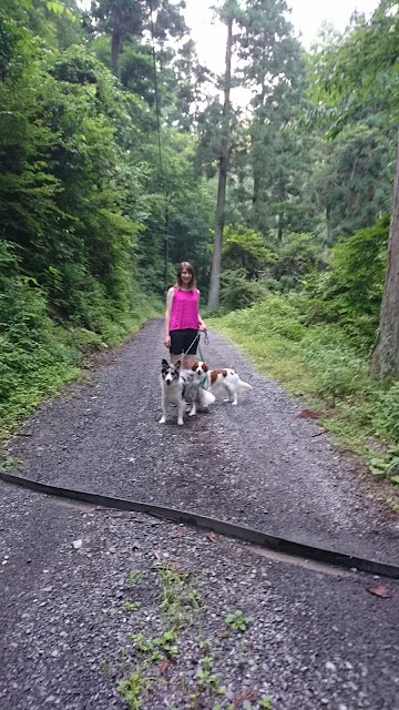 森の中を散歩する女性と4匹の犬たちの風景.