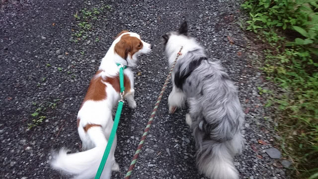 2匹の犬がお互いに興味を持って見つめ合う様子.