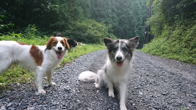 犬と散歩を楽しむ子犬の画像です。自然の中でリラックスした時間を過ごしています。.