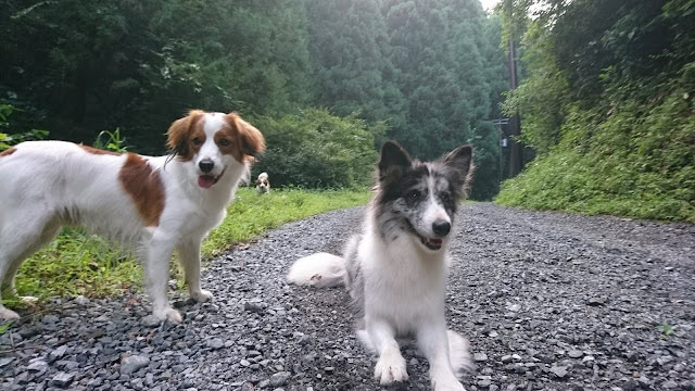 森の中の散歩道を歩く2匹の犬.