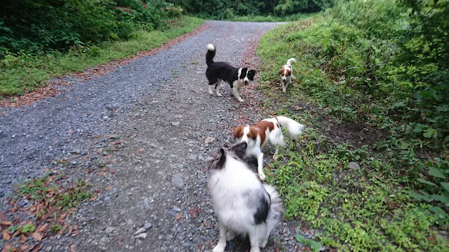 子犬たちが自然の中で遊びながら散歩している様子.