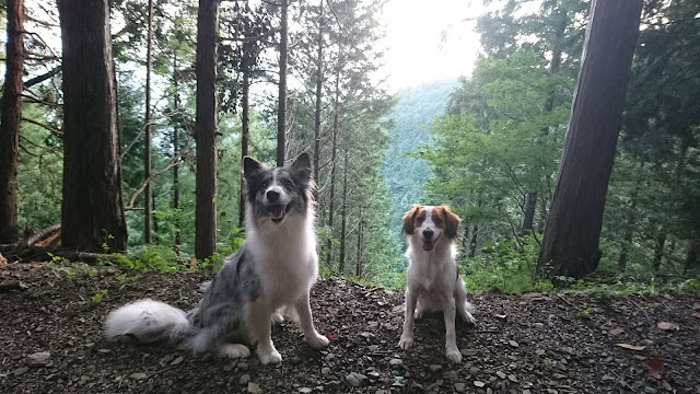 犬のペアが森の中で座っている様子.