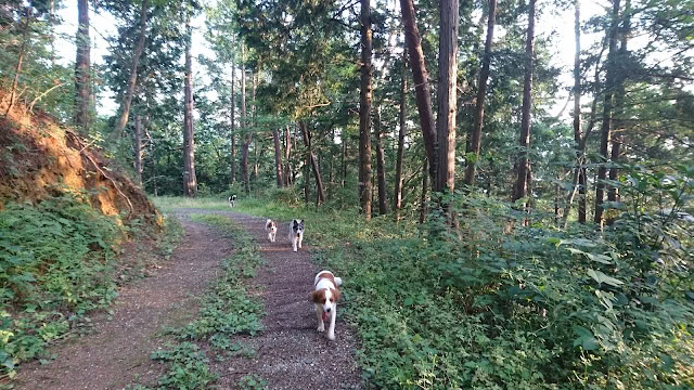 森の中を散歩する子犬たちの風景.
