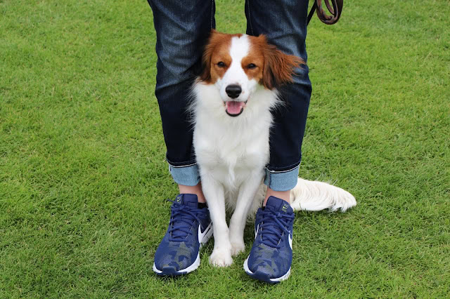 犬と飼い主の楽しい散歩風景.