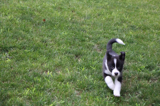 生後7週間のボーダーコリーの子犬が草原を走る.