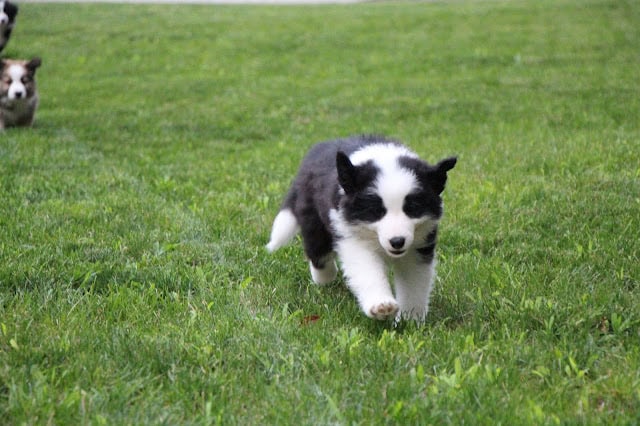 子犬が緑の芝生の上を走る様子.