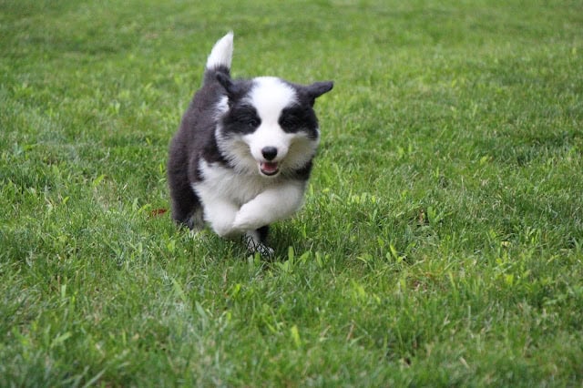 子犬が芝生の上を走る様子.