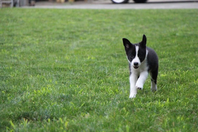 子犬のボーダーコリー、緑の芝生の上を走る.