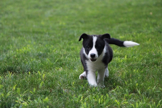 子犬のかわいいボーダーコリーのパピーが緑の芝生の上を走っています。.