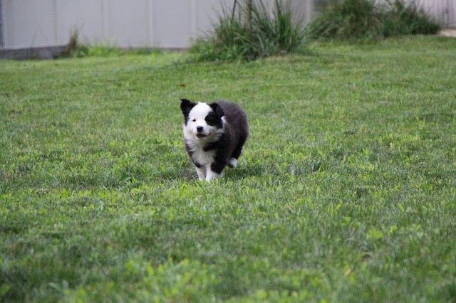 子犬が緑の芝生の上を走っています.