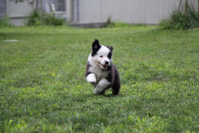 生後7週間のボーダーコリーの子犬が走る姿.