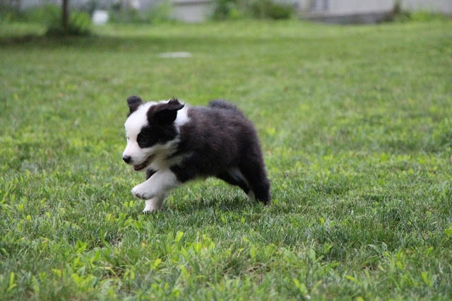 生後7週間のボーダーコリーの子犬が草原で遊んでいます.