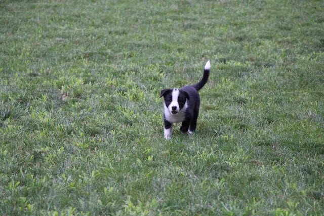 子犬のボーダーコリーが広い芝生の上を走っています.