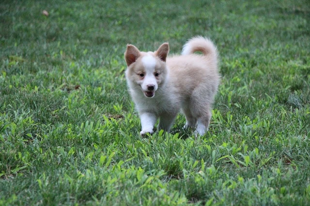 子犬の生後7週間のボーダーコリーの子犬が草原を歩いています.