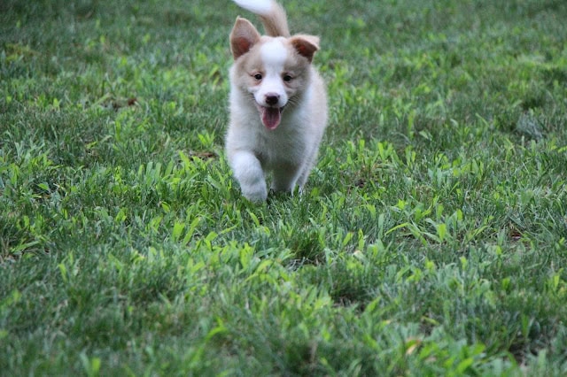 子犬が草原を走る姿の写真.