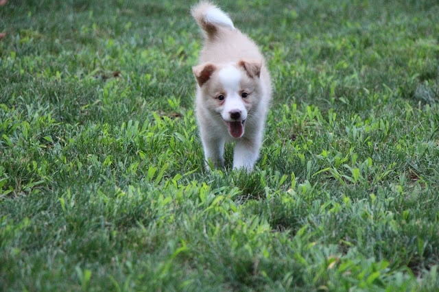 生後7週間のボーダーパピーズの子犬が草原を走る.