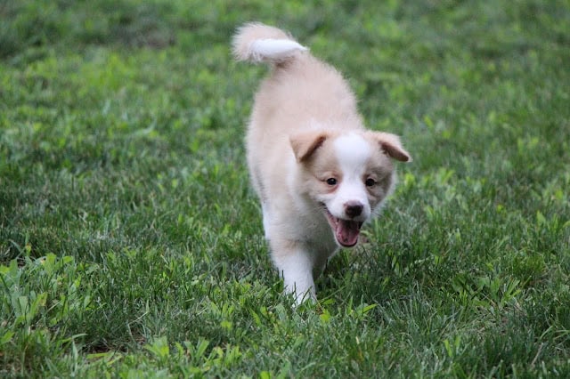 子犬が緑の芝生の上を走る様子.