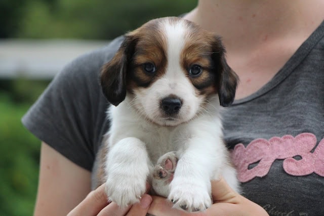 子犬のかわいい表情とふわふわの毛並み.
