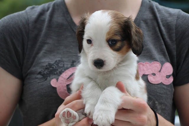 子犬のかわいい顔とふわふわの毛並みをアップで捉えた写真です。.