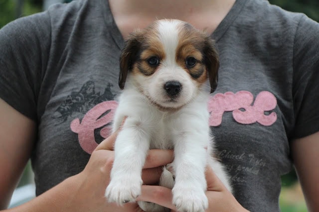 子犬のアップ写真、かわいらしい表情を捉えています。.