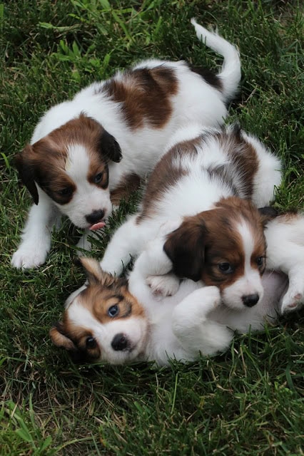 子犬たちが草の上で遊んでいる様子.