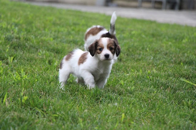 子犬の全身ショット、緑の芝生の上で遊ぶ姿.