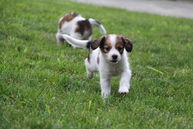 子犬のかわいい姿と元気な動き.