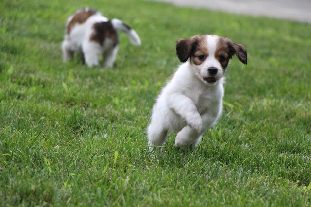 子犬が元気に走る様子を捉えた写真です。.