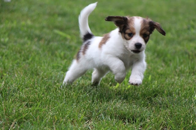 子犬のかわいい走る姿を捉えた写真です。.