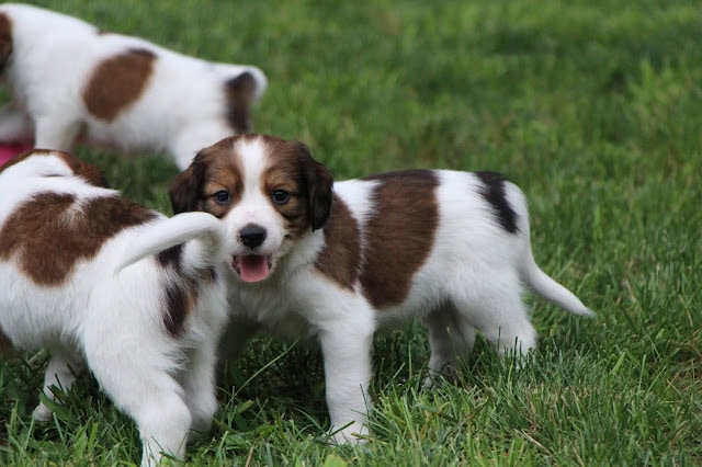 子犬たちが緑の草原で遊んでいる様子.