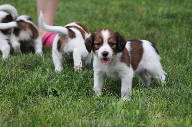 子犬たちが草の上で遊んでいます。.