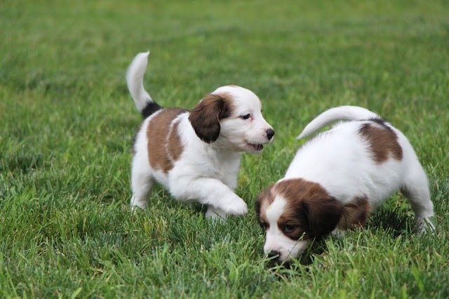 子犬たちが緑の草原で遊びながら探索しています。.