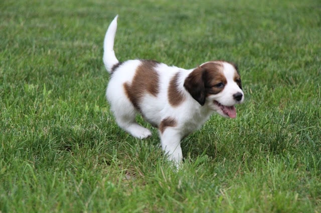 子犬が草原を走る様子.