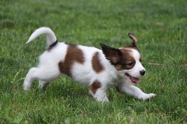子犬のかわいいダイアっ子が芝生の上を走っています.