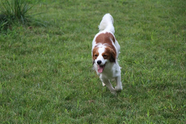 犬が楽しそうに走る姿を捉えた写真です。.
