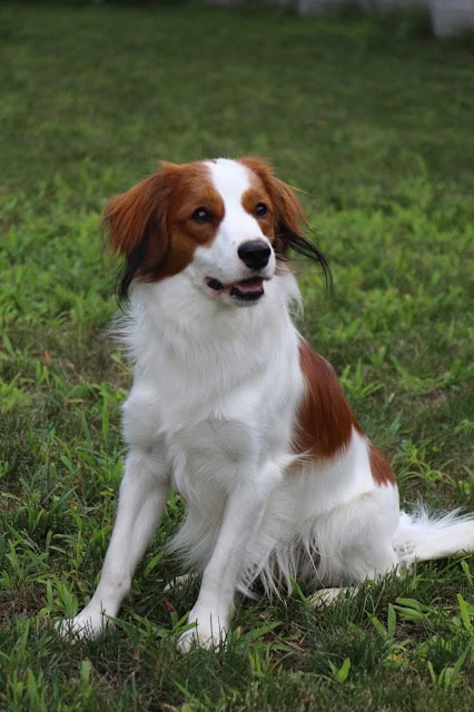 草原に座るブラウンと白の犬の写真.