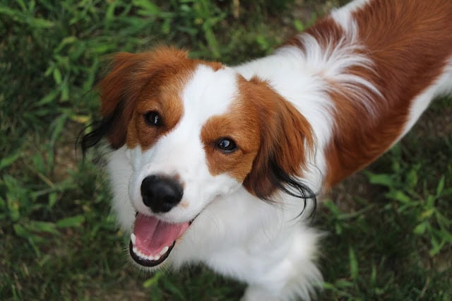 元気な犬が草原で遊んでいる様子.