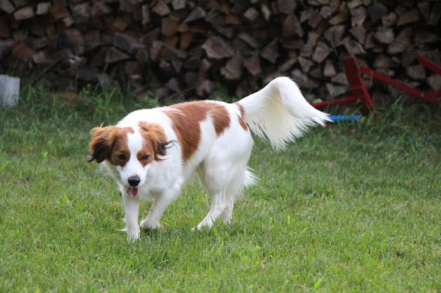 犬が緑の芝生の上で遊んでいる様子.