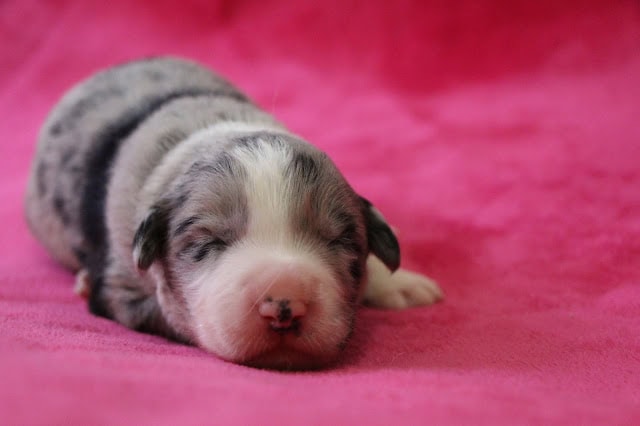 生後10日の子犬のかわいい姿を撮影した写真です。.
