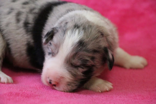 子犬のアップ、毛色と模様がはっきり見える.