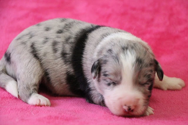 生後10日の子犬のアップ写真、毛色はダルメシアンの模様です。.