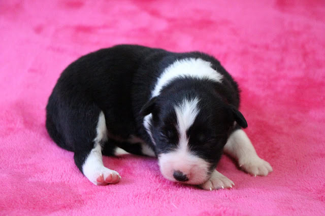 生後10日の子犬のかわいいブラック＆ホワイトコーギー.