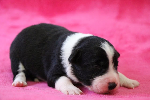 生後10日の子犬のかわいい姿を捉えた写真です。.