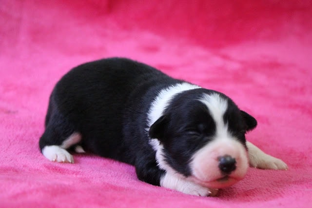 生後10日の子犬のクィーニィーっ子のかわいい写真です。.