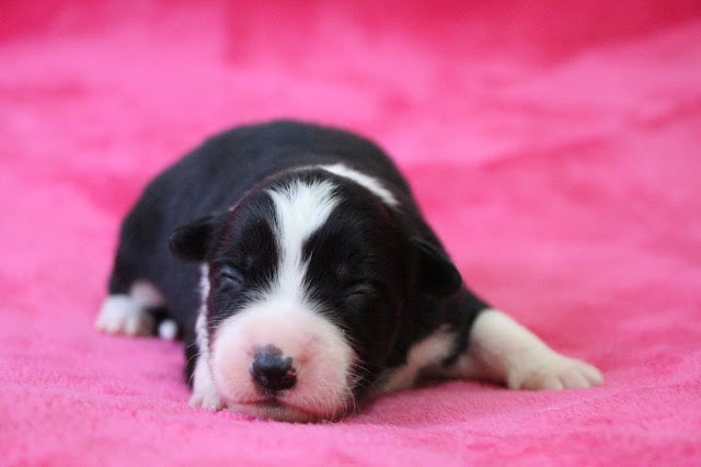 生後10日の子犬のかわいい写真です。.
