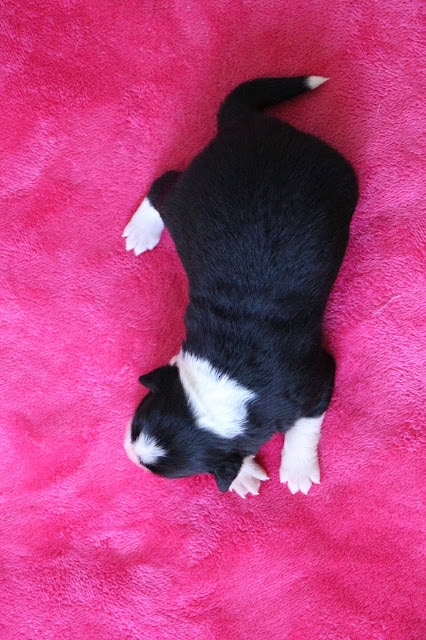 子猫の生後10日目のかわいい姿を鮮明に捉えた写真です。.