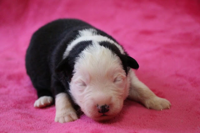 生後10日の子犬のかわいい寝顔の写真です。.