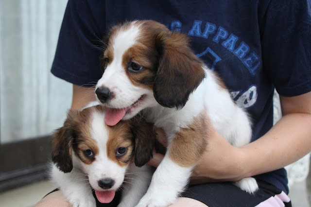子犬のアップ写真、飼い主の腕の中で遊ぶ二匹の子犬。.