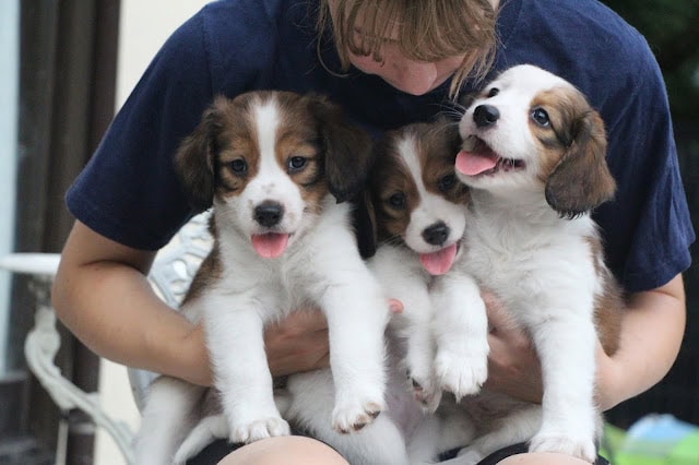 子犬たちが飼い主に抱かれている様子.